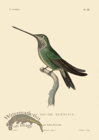 Humming Bird 20